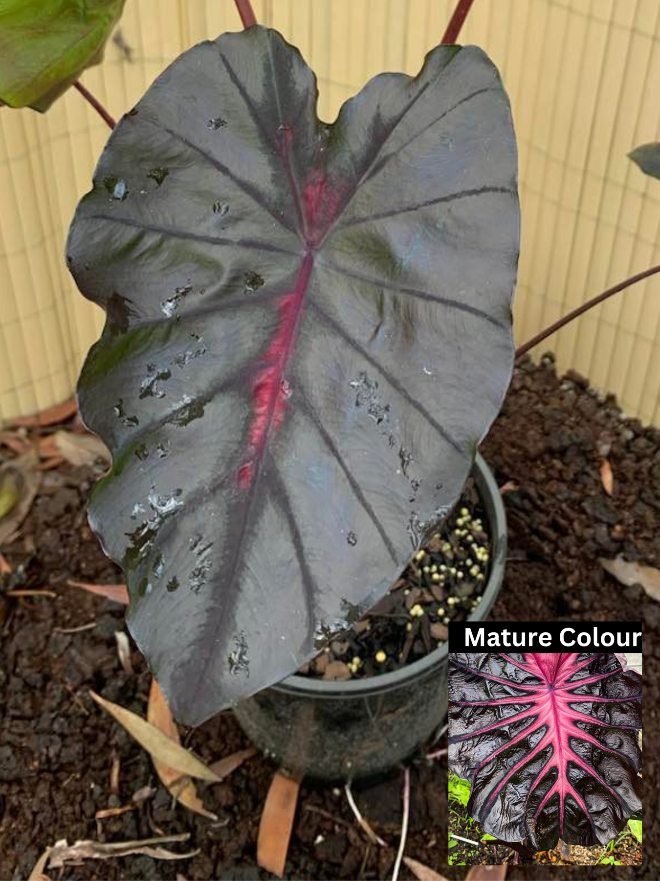 Colocasia