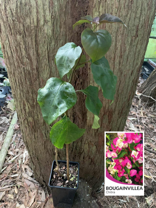Bougainvillea Chitra
