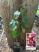 Bougainvillea Chitra