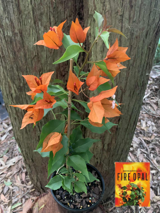 Bougainvillea Opal Fire Yellow