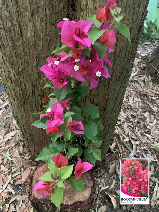 Bougainvillea Temple Fire