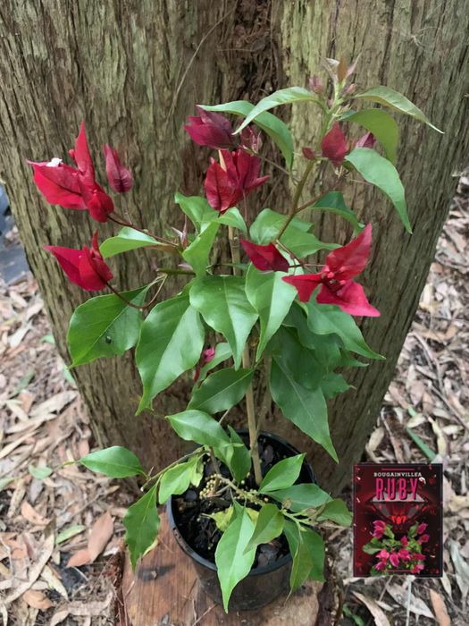 Bougainvillea Opal Fire Ruby