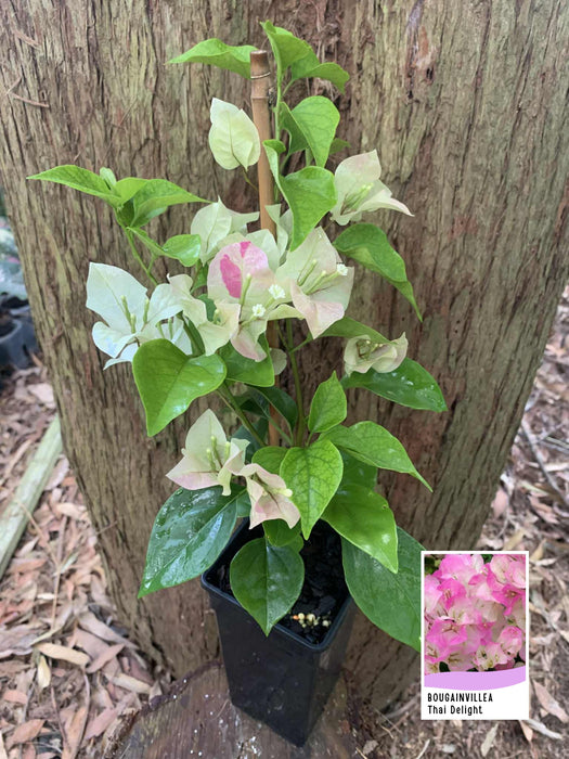 Bougainvillea Thai Delight