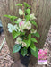 Bougainvillea Thai Delight