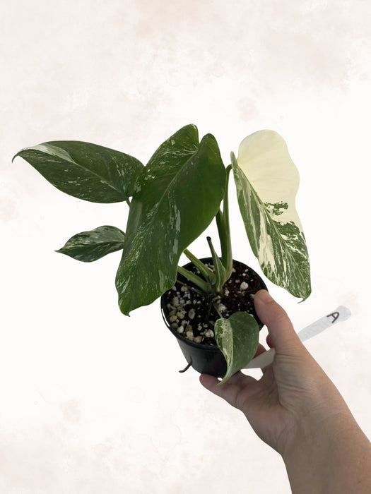 Monstera Albo Borsigiana Multi-listing