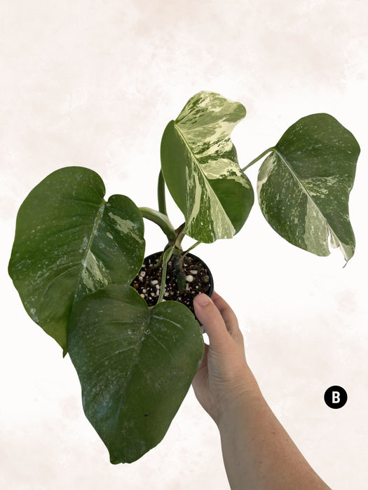 Monstera Albo Borsigiana Multi-listing