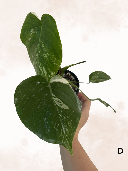 Monstera Albo Borsigiana Multi-listing