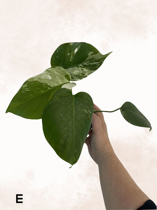 Monstera Albo Borsigiana Multi-listing