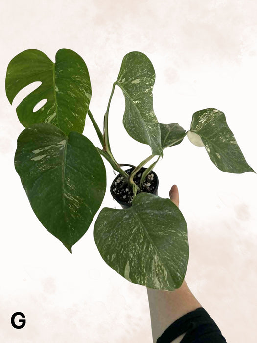 Monstera Albo Borsigiana Multi-listing