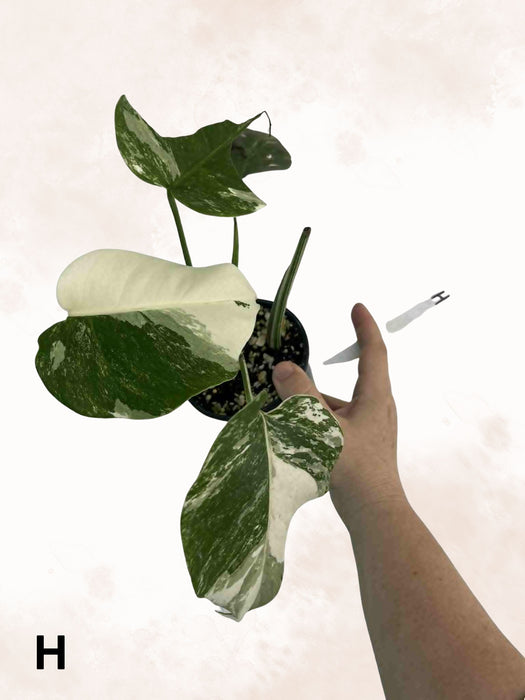 Monstera Albo Borsigiana Multi-listing