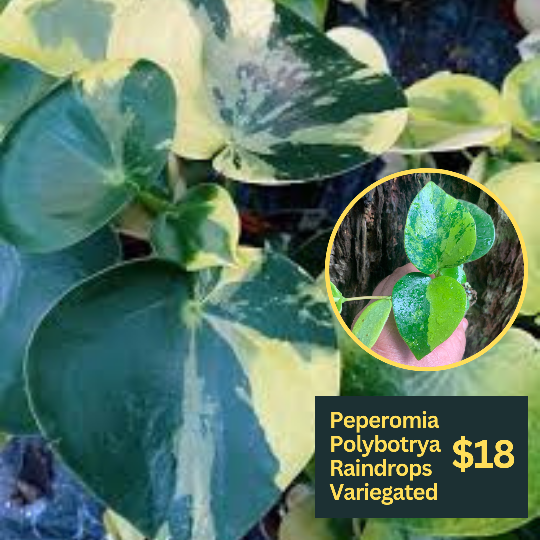 Peperomia Polybotrya Variegata