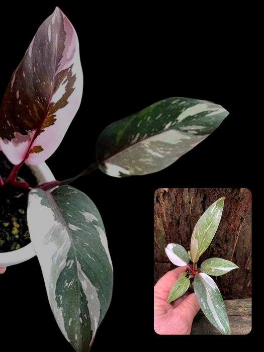 Philodendron Red Anderson Variegated