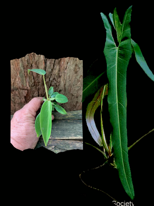 Philodendron Spiritus Sancti