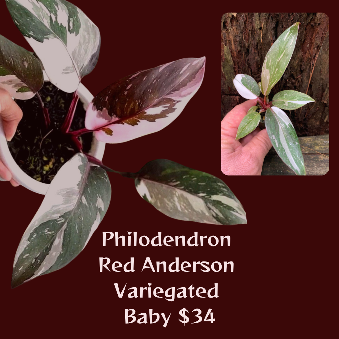 Philodendron Red anderson variegated