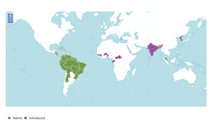 native and introduced areas