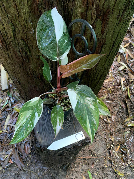 Philodendron Red Anderson Variegated C