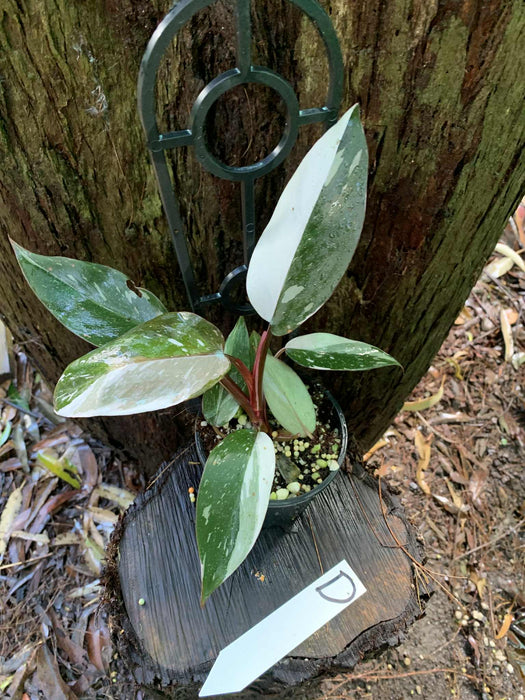 Philodendron Red Anderson Variegated D