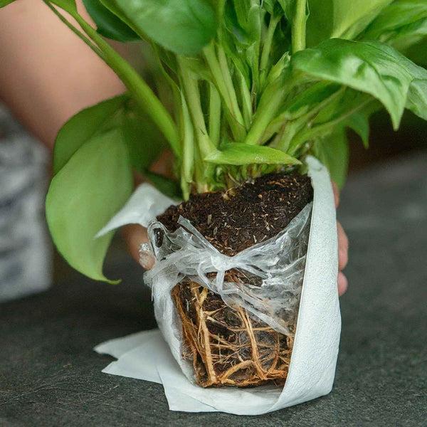 What Temperature Is Too Hot for Shipping Plants?