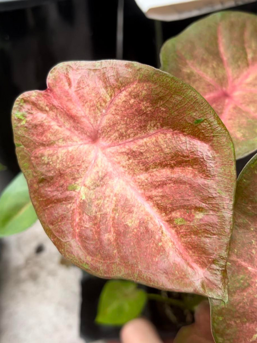Caladium Creme Brulee