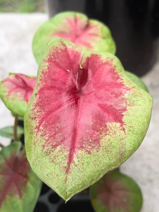 Caladium Lemon Blush