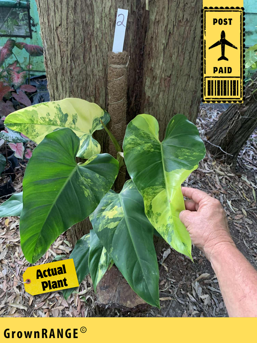 Philodendron Domesticum - Free Express Post