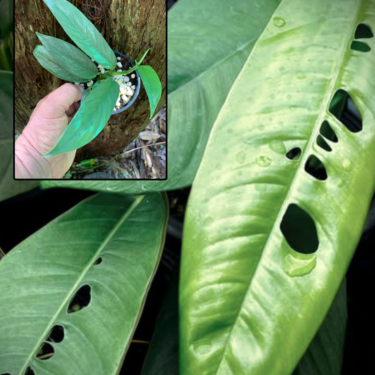 Rhaphidophora Megasperma — Nursery 2 U