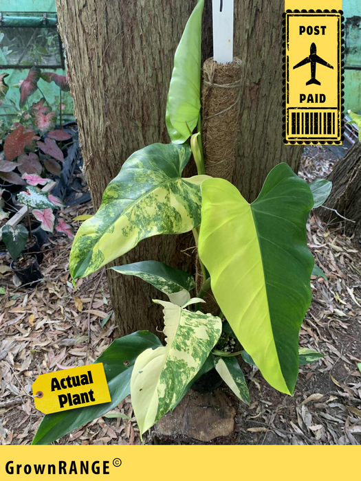 Philodendron Domesticum - Free Express Post