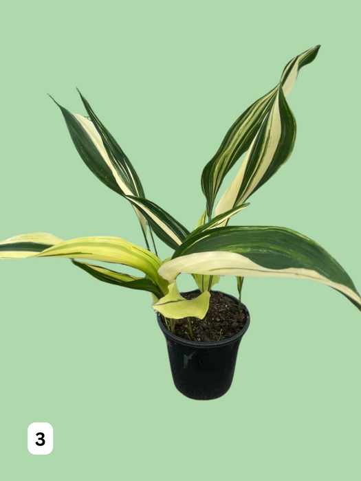 Aspidistra Variegated Cast Iron Plant Multi-Listing FREE Express Post