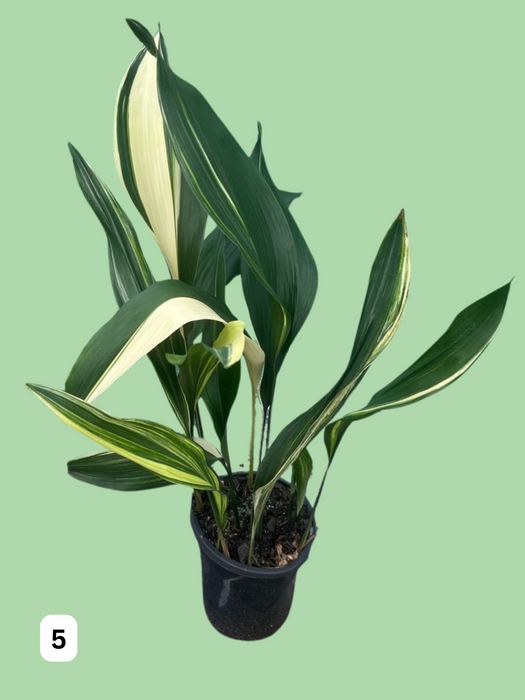 Aspidistra Variegated Cast Iron Plant Multi-Listing FREE Express Post