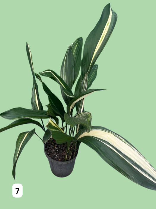 Aspidistra Variegated Cast Iron Plant Multi-Listing FREE Express Post