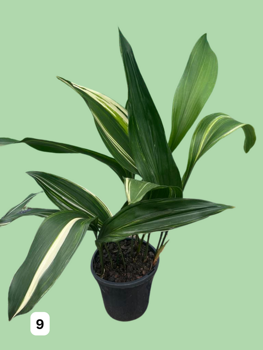 Aspidistra Variegated Cast Iron Plant Multi-Listing FREE Express Post