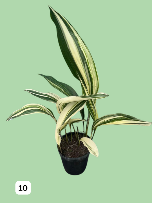 Aspidistra Variegated Cast Iron Plant Multi-Listing FREE Express Post