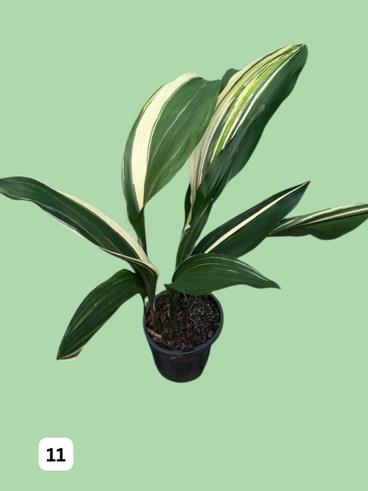 Aspidistra Variegated Cast Iron Plant Multi-Listing FREE Express Post