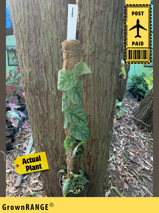 Monstera Dubia - Free Express Post