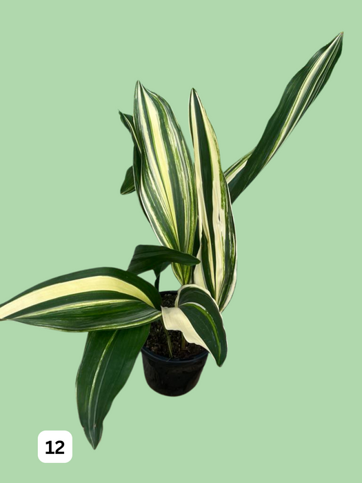 Aspidistra Variegated Cast Iron Plant Multi-Listing FREE Express Post