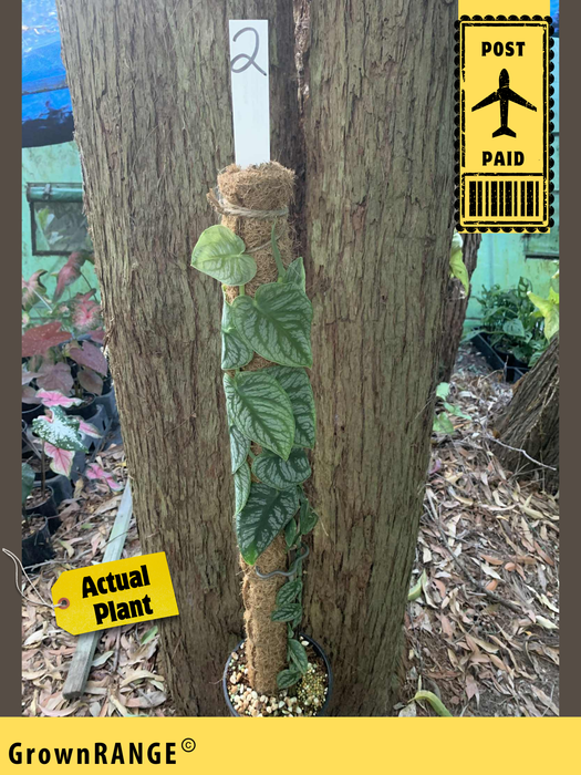 Monstera Dubia - Free Express Post