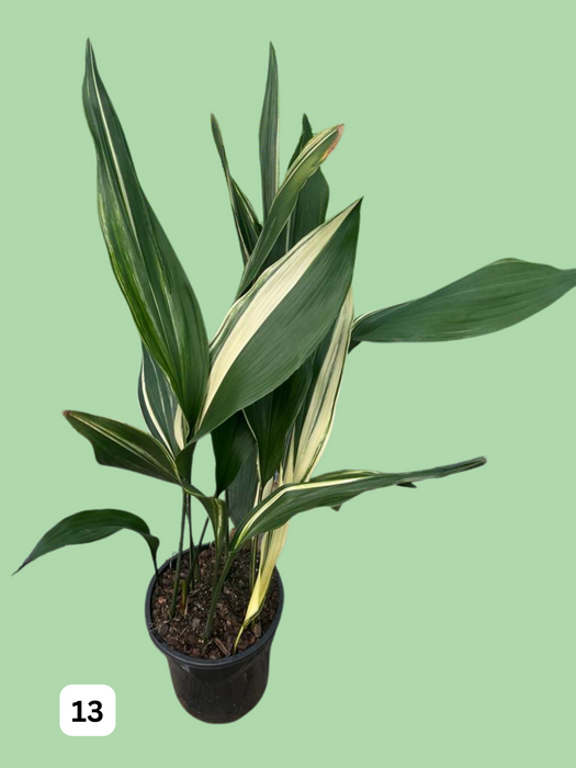 Aspidistra Variegated Cast Iron Plant Multi-Listing FREE Express Post