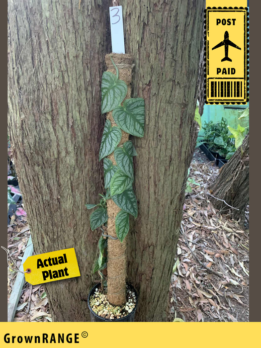 Monstera Dubia - Free Express Post