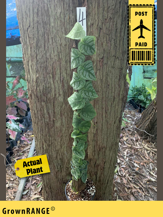 Monstera Dubia - Free Express Post