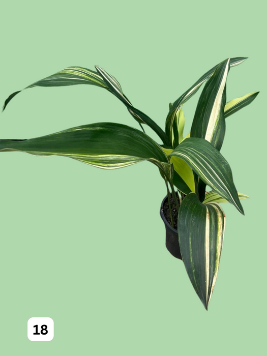 Aspidistra Variegated Cast Iron Plant Multi-Listing FREE Express Post