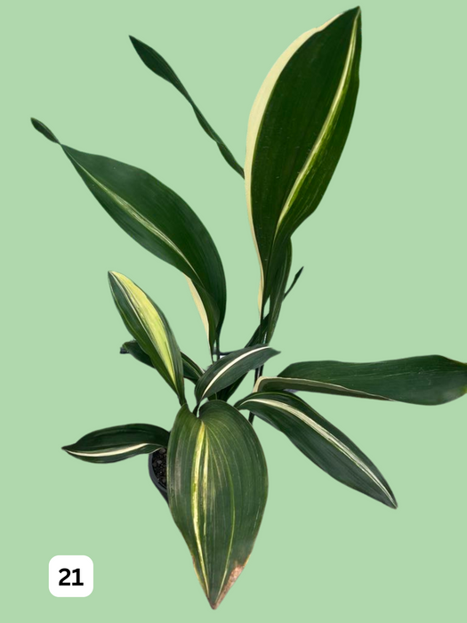 Aspidistra Variegated Cast Iron Plant Multi-Listing FREE Express Post