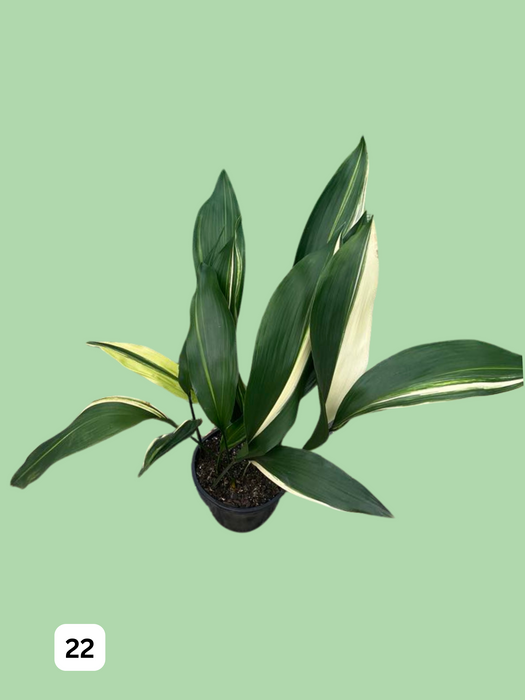 Aspidistra Variegated Cast Iron Plant Multi-Listing FREE Express Post