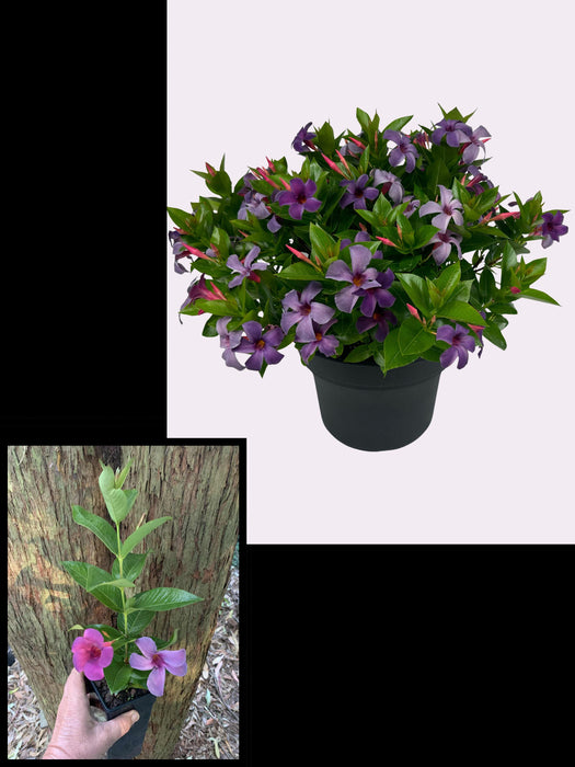 Mandevilla Sun Parasol® Blue