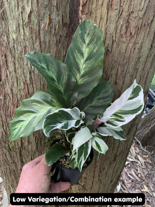 Calathea White Fusion