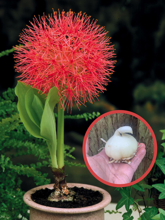 Fireball Lily - Bulbs