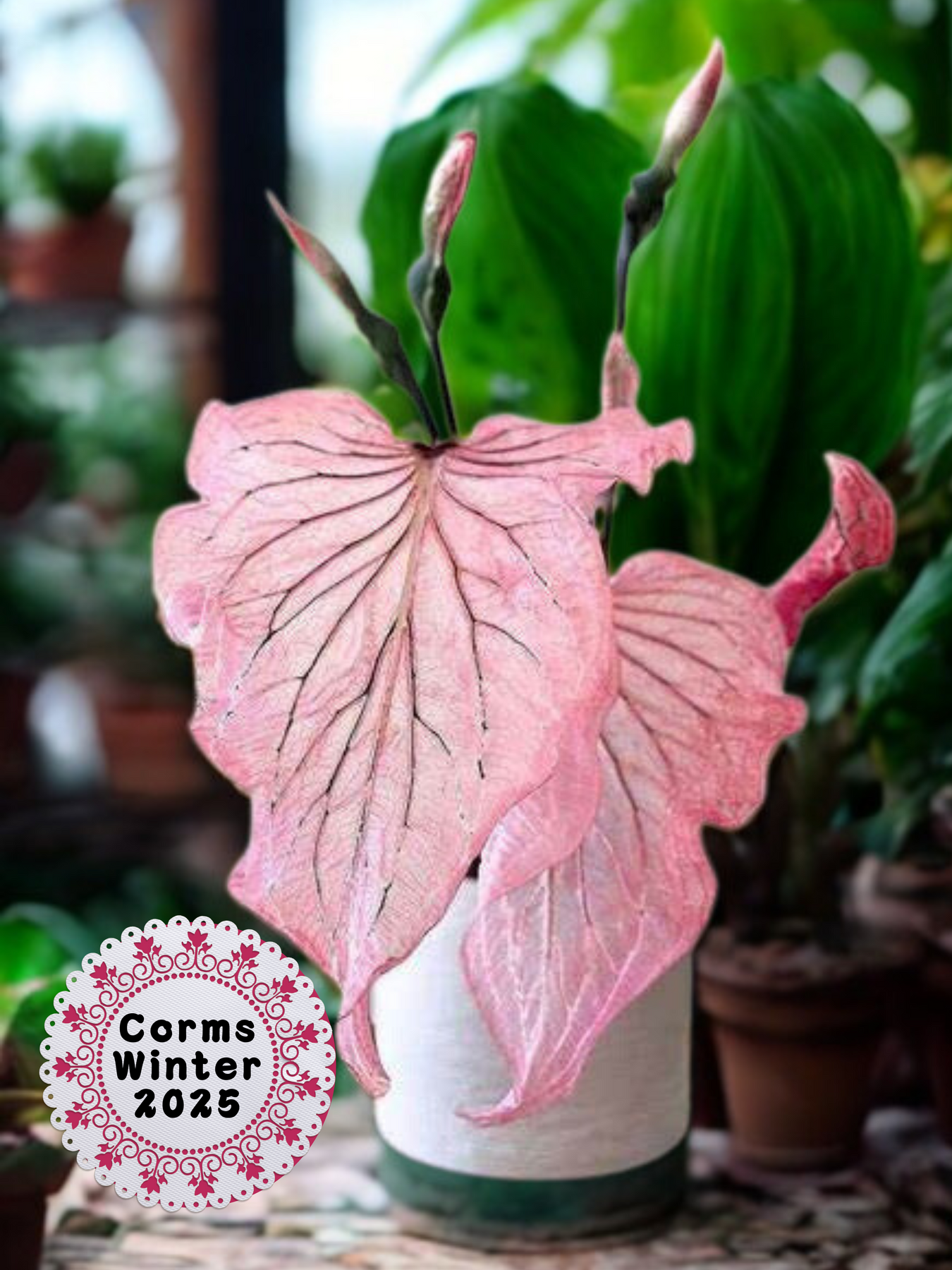 Caladiums