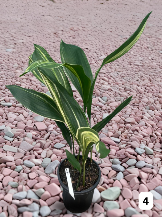 Aspidistra Variegated Cast Iron Plant Multi-Listing FREE Express Post