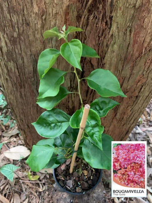 Bougainvillea Thai Gold (Double Flower)