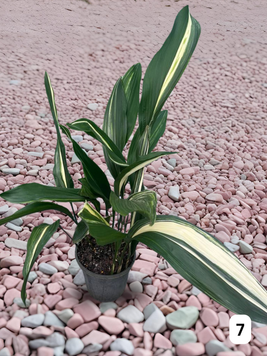 Aspidistra Variegated Cast Iron Plant Multi-Listing FREE Express Post