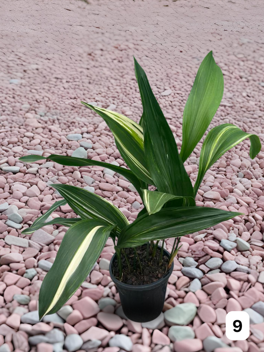 Aspidistra Variegated Cast Iron Plant Multi-Listing FREE Express Post